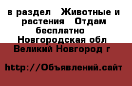  в раздел : Животные и растения » Отдам бесплатно . Новгородская обл.,Великий Новгород г.